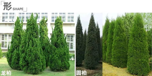 塔柏的适应Neng力