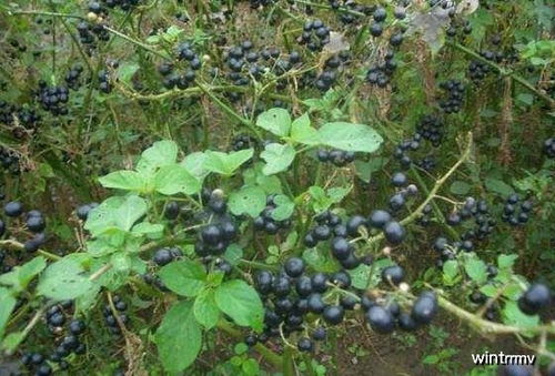 成熟度判断：分批摘，质量好