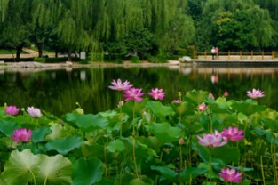 荷花的文化底蕴：古典园林的加分项