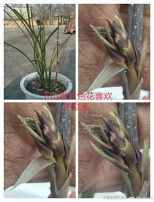 松树皮的特性与兰花种植的关系
