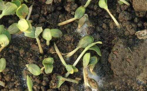 重楼种子采收时机大揭秘，避开陷阱，提高发芽率，节省时间！