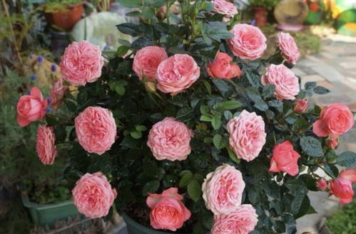 晚种独杆月季的不利影响