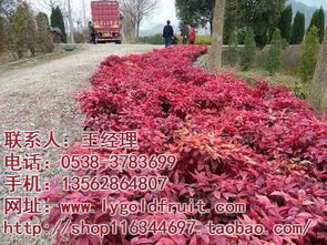 品种， 南天竹变红的个性