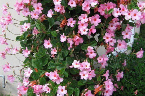 再就是浇水要讲究技巧