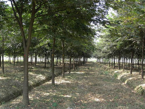 榉树背后的故事