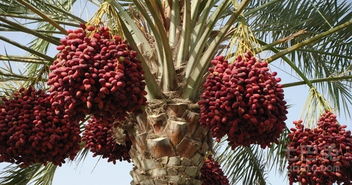 枣树根：大自然的神秘馈赠