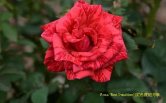 种植红色直觉月季的注意事项