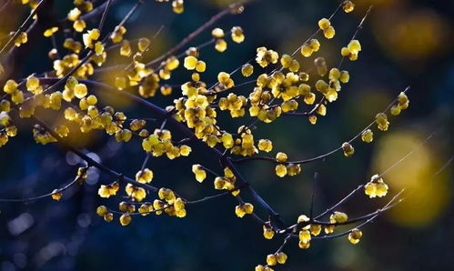 蜡梅的生长环境揭秘