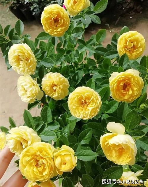 天荷的外观形同荷花