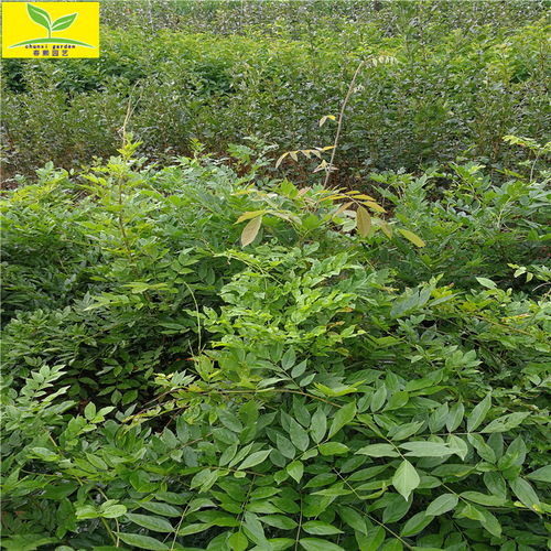 病虫害防治：别让这些小东西毁了你的紫藤