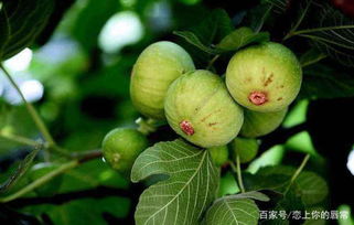 无花果树扦插繁殖时如何选择合适的枝条和掌握正确的扦插技巧以确保成活率