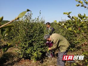 油茶籽的采摘时机，得堪天气和经验