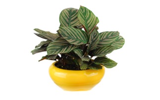 春秋冬三季的浇水小秘密