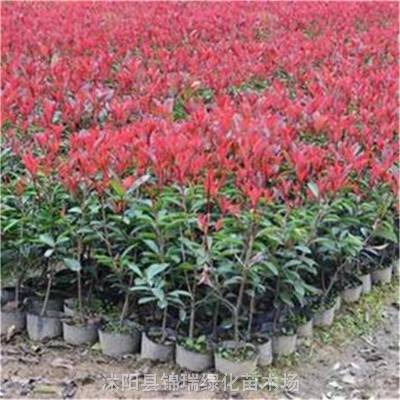 红叶石楠的广泛用途