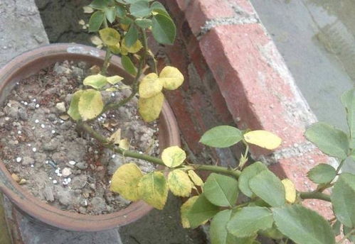 二、 如何调整养护方法改善