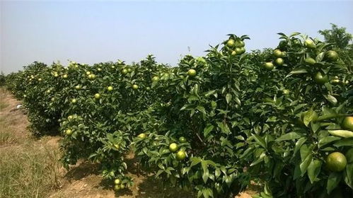 管理有道：枣园的养生之道