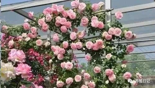 花开花落，月季的美丽周期