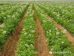 复合肥使用时如何避免过量施用