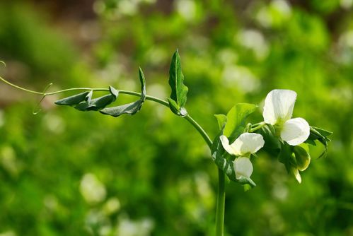 羊粪蛋的神奇效果