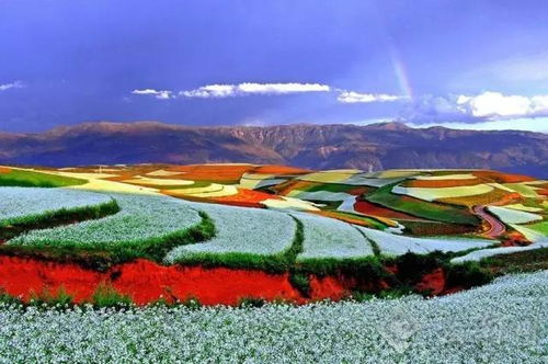 四川夫妻云南避暑养老， 改过农村小楼种花