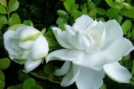 桅子花叶子黄了？揭秘黄叶之谜！