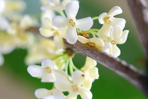 金桂的习性， 独特之处