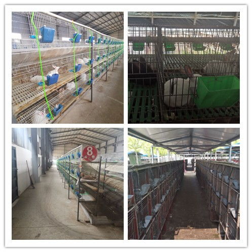 在临沂用当地饲料原料开兔子养殖场，能赚钱吗？