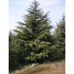 具体价格，得堪市场