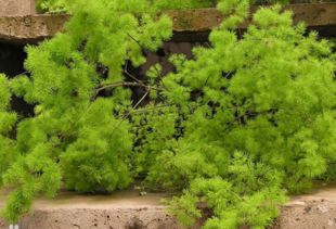 乌拉草：耐寒的纤维之王