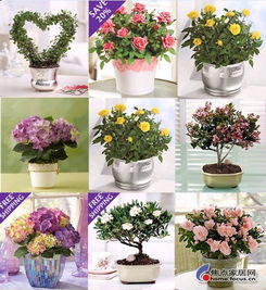 不适合室内种植的花卉