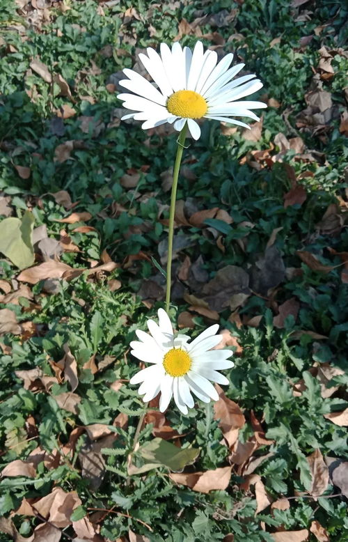 大滨菊：一季绽放，次年自萌，养花新宠！