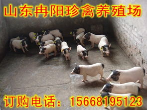 小香猪养殖需了解其食性及管理方法