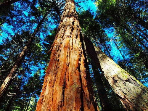 森林大揭秘：我国常见的森林类型大汇总