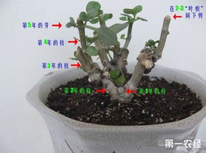 夏季是种植缸豆的最佳时期，需注意温度、水分和光照等条件