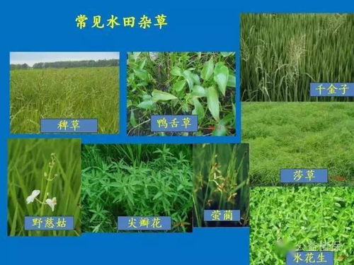 水稻田除草剂使用后的灌溉小窍门