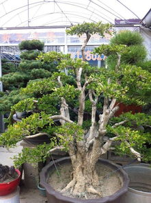 盆景：南方环境的“绿宝石”