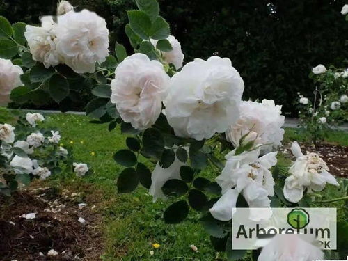 哈迪夫人月季：一朵花中的故事