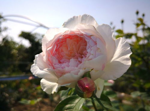 肥害的分类与症状