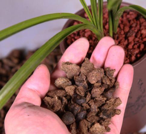 品种选择hen重要