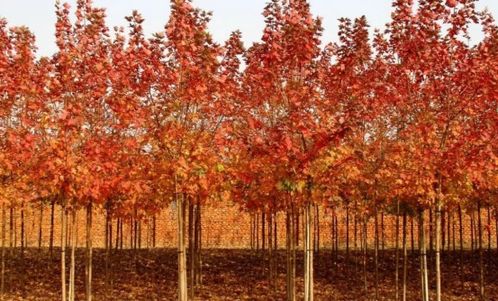 彩叶苗木市场潜力大， 商机无限