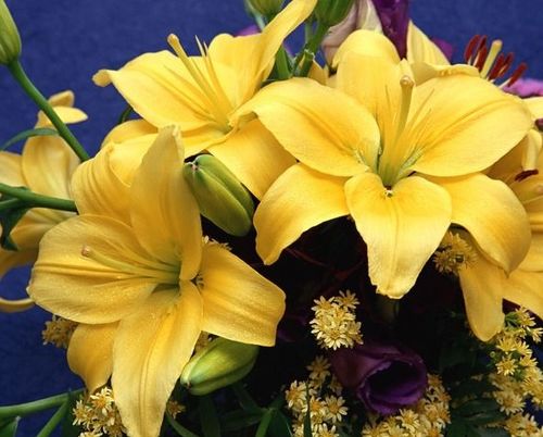 海南种哪些花草嫩带来好运？