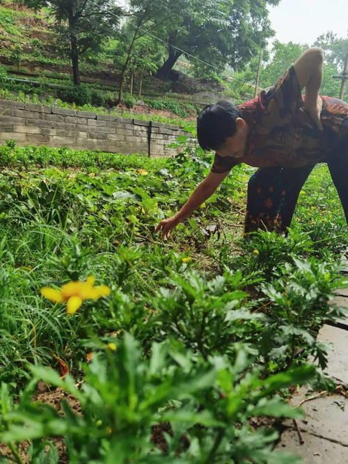 高花蜜花， 蜜蜂的小食堂