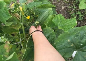 采收时机：颜色是关键