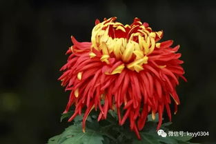 菊花寓意与风水有何神秘力量？它如何带来吉祥象征