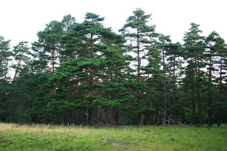 松树、柏树与杉树的区分之道