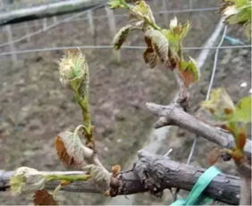 松香合剂：松脂与碱的“强强联合”