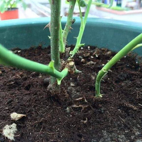 月季使用发酵不彻底的有机肥，小心这些危害！