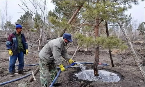 四、及时震落枝条上的雪