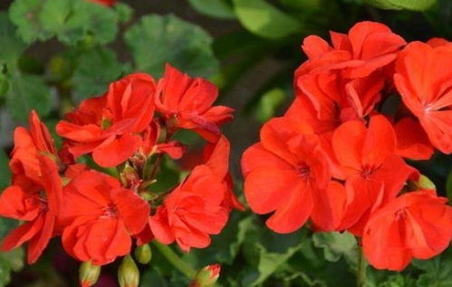 天竺葵， 花团锦簇，香气扑鼻