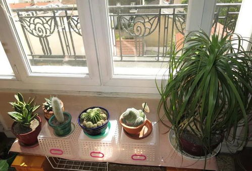 不同植物，施肥方法不同